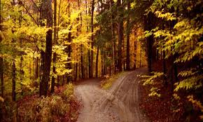 The Road Not Taken Analysis by Robert Frost- Summary and Meaning