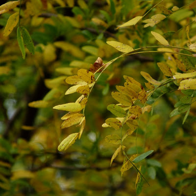 Tree at My Window Analysis and Summary by Robert Frost<