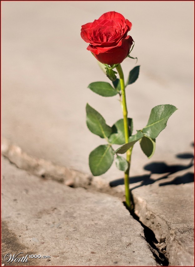 Summary and Analysis of The Rose that Grew from the Concrete - Beaming