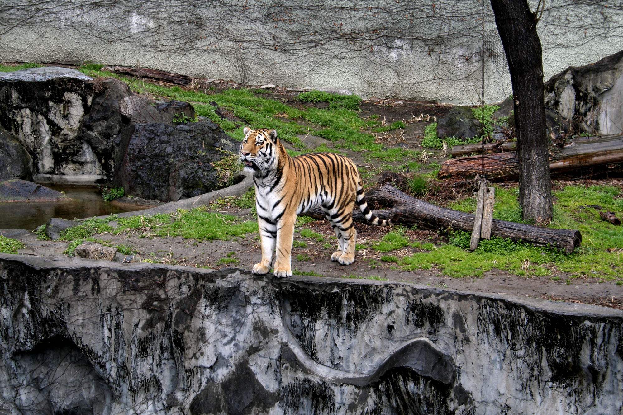 A Tiger in the Zoo Analysis by Leslie Norris: 2022<