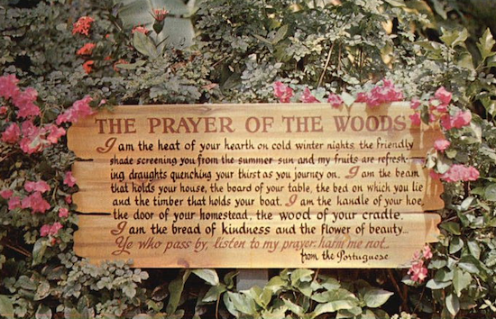 Analysis, Central Idea and Theme of The Prayer of the Woods: 2022<
