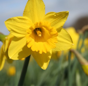 Summary of Daffodils by William Wordsworth in Hindi: 2022<