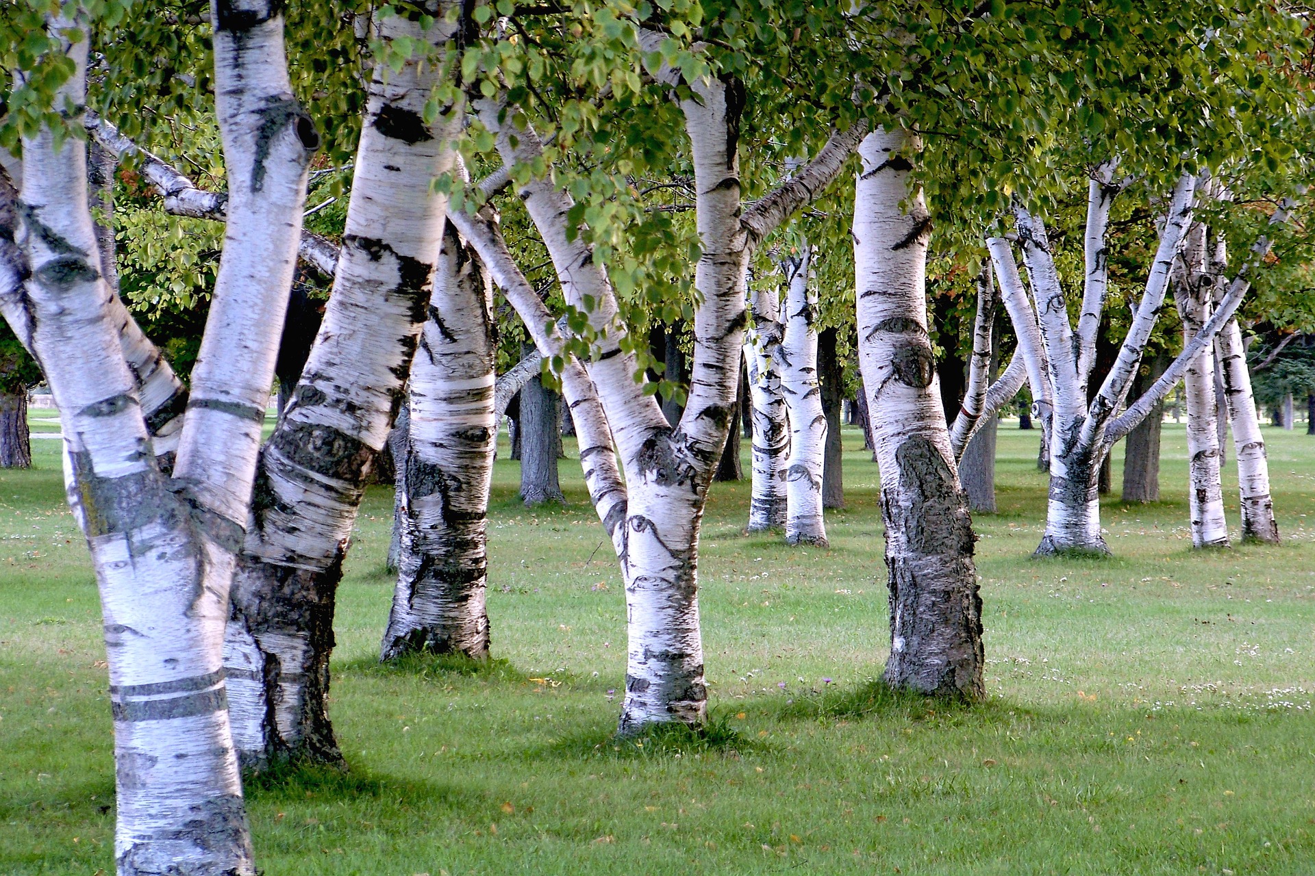 Birches Themes by Robert Frost: 2022<