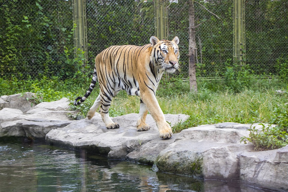 A Tiger in the Zoo Summary by Leslie Norris in Hindi: 2022<