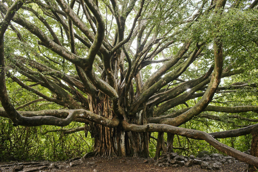 lahaina-banyan-tree-maui-urban-icon